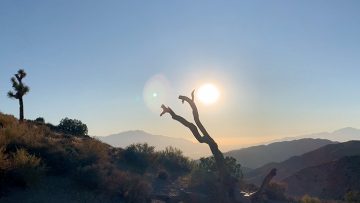 Joshua Tree hero image