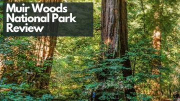 muir_woods_review